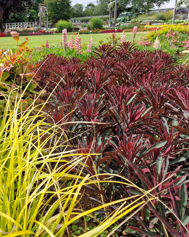 Euphorbia 'Miners Merlot'