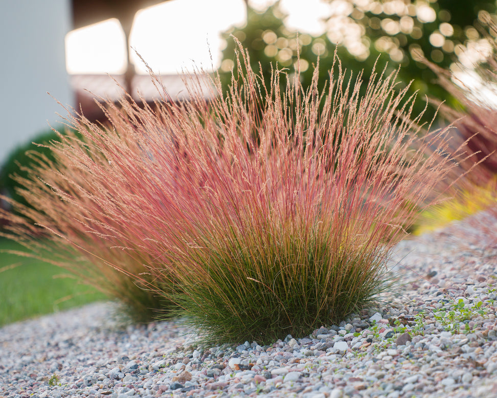 Festuca 'Sunrise'