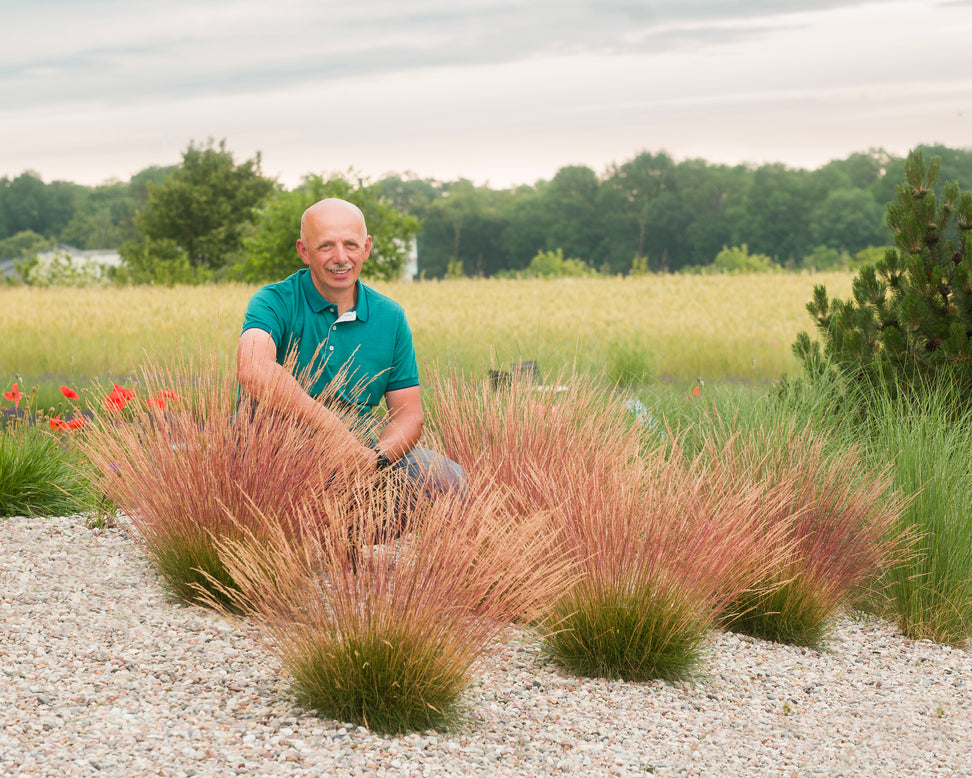 Festuca 'Sunrise'