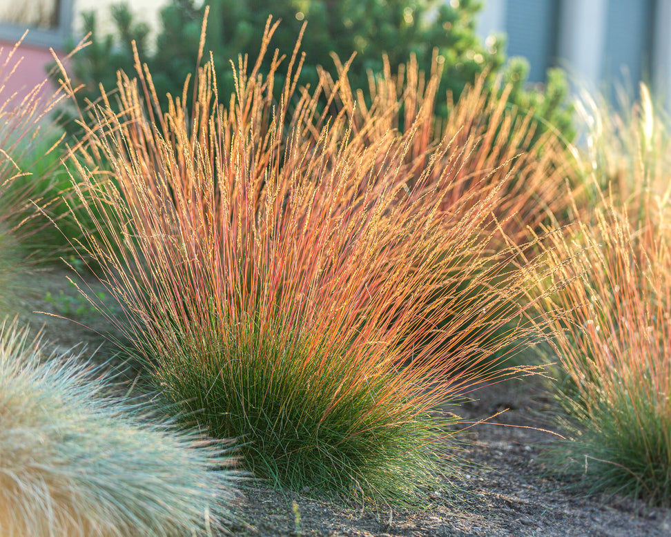 Festuca 'Sunrise'