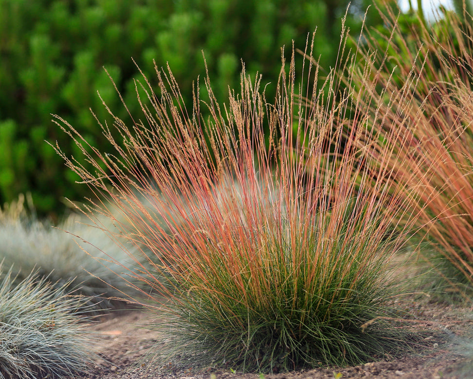 Festuca 'Sunrise'