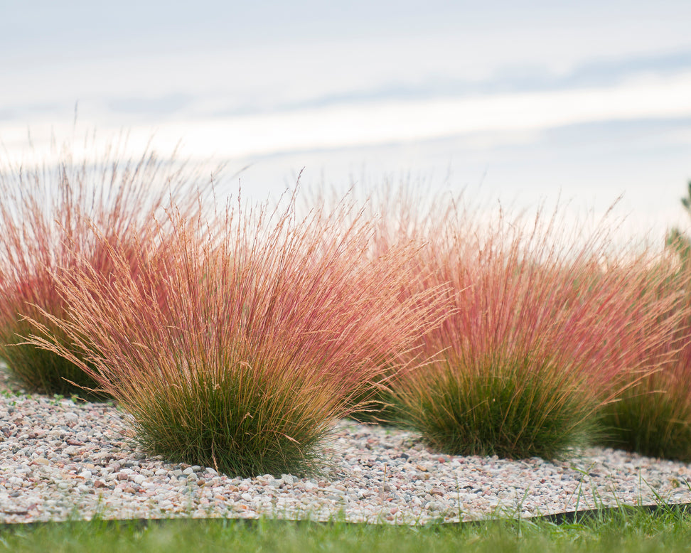 Festuca 'Sunrise'