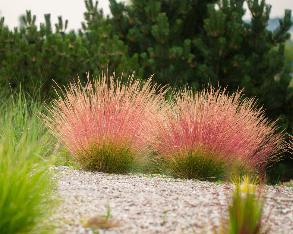 Festuca 'Sunrise'