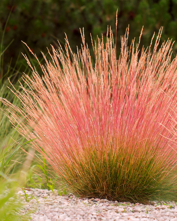 Festuca 'Sunrise'