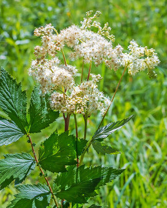 Filipendula ulmaria