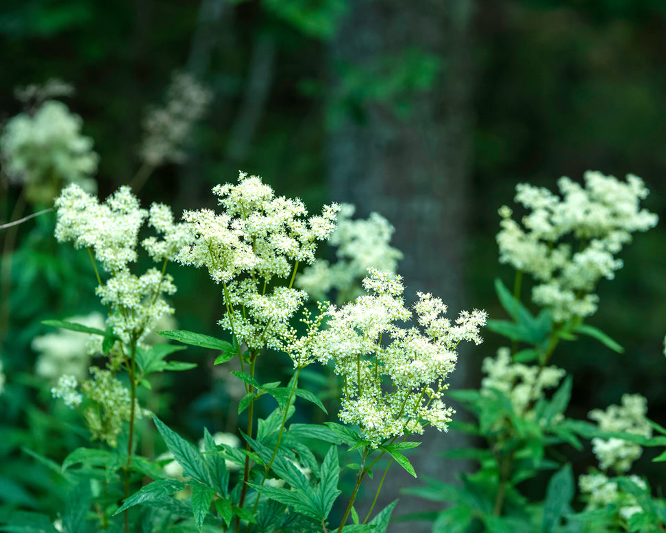 Filipendula ulmaria