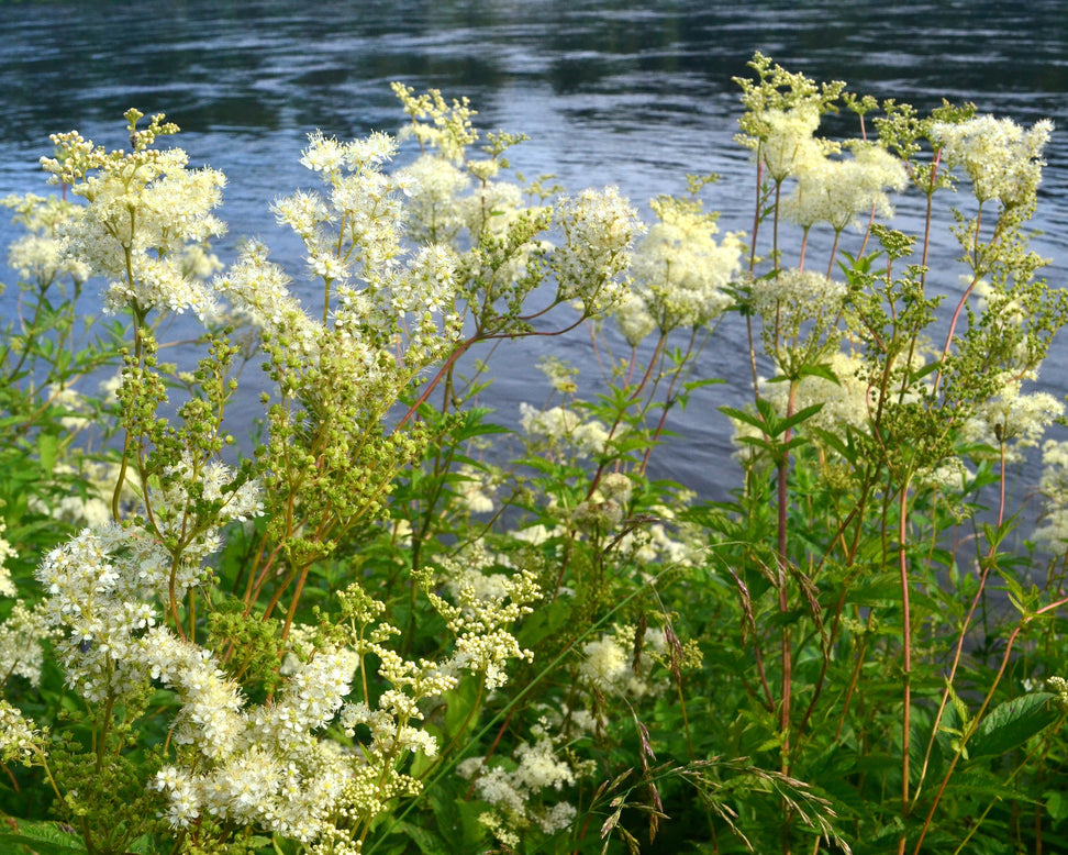 Filipendula ulmaria