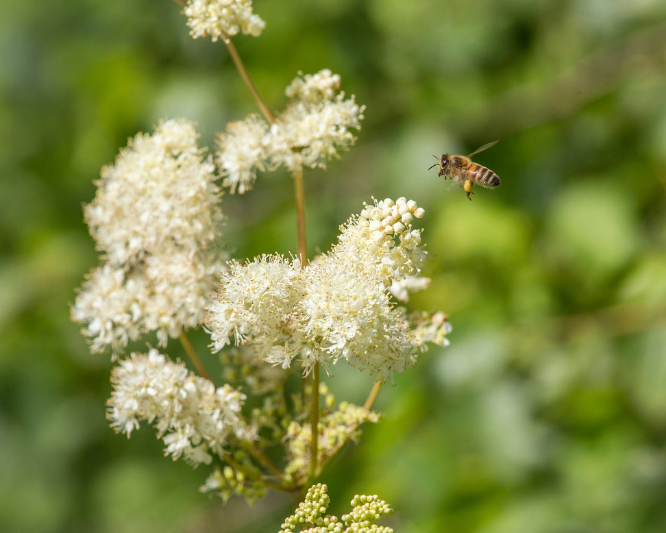 Filipendula ulmaria