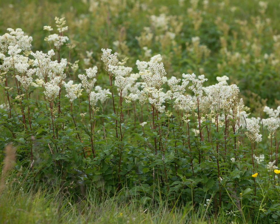 Filipendula ulmaria