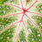Foliage plants