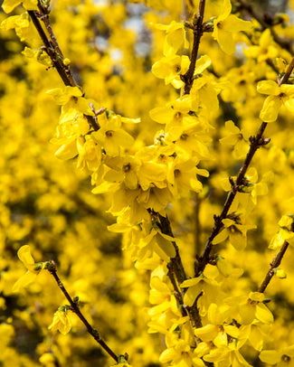 Yellow flowering forsythia lynwood in front of a brick building