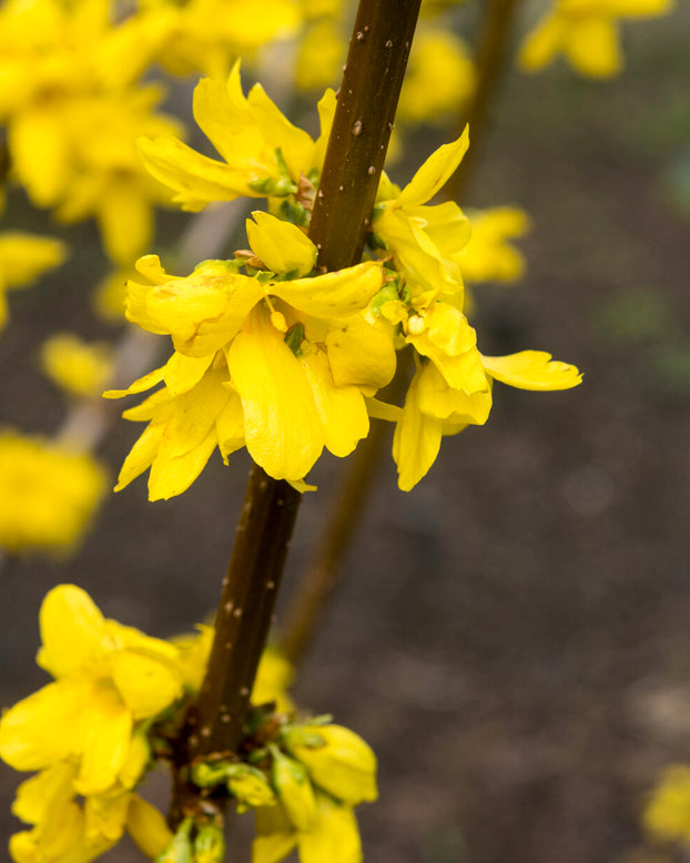 Forsythia 'Lynwood'