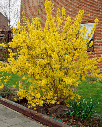 Yellow flowering forsythia lynwood in front of a brick building