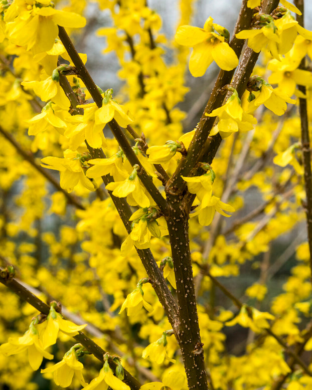 Forsythia 'Lynwood'