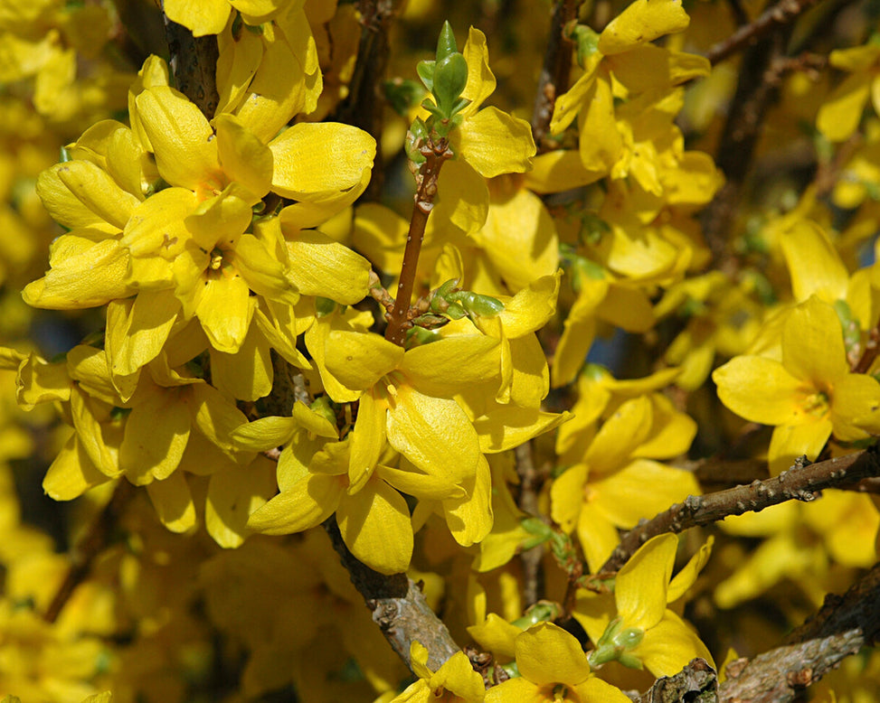 Forsythia 'Lynwood'