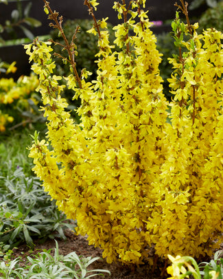 Forsythia 'Mikador'