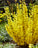 Forsythia