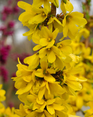 Forsythia 'Mikador'