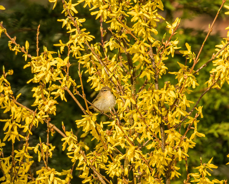 Forsythia 'Lynwood'