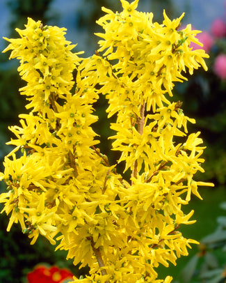 Forsythia bare roots