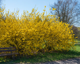 Forsythia 'Spectablis'