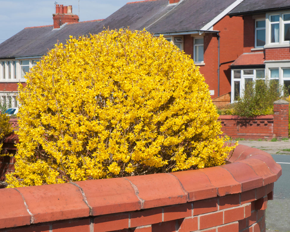 Forsythia 'Lynwood'