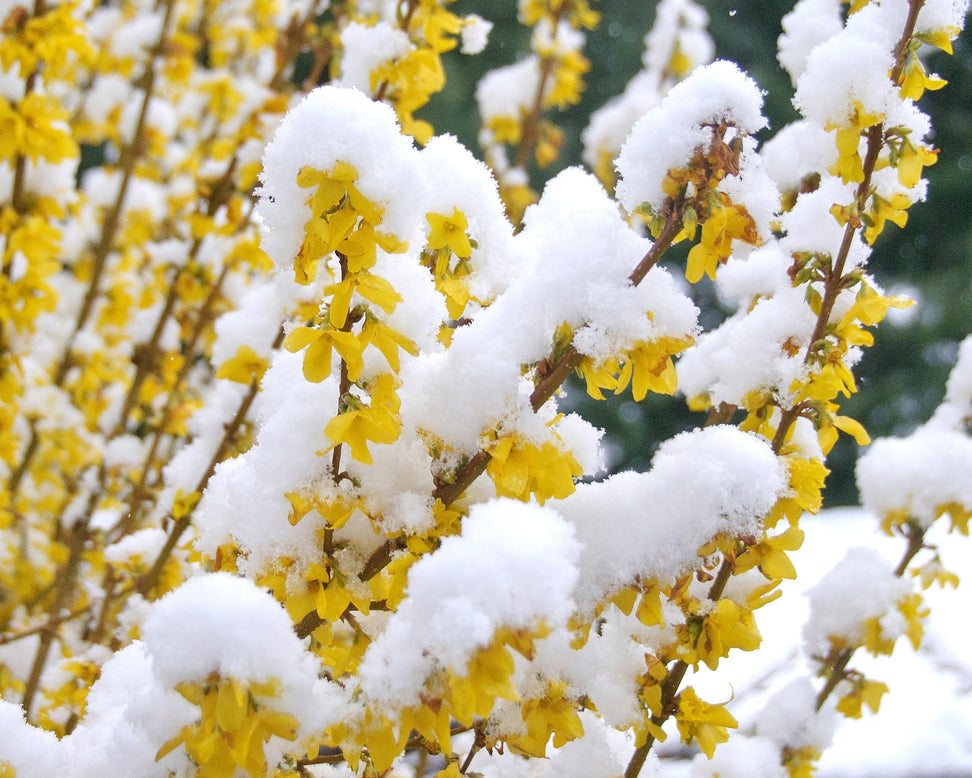 Forsythia 'Lynwood'