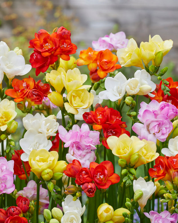 Freesia 'Double Mixed'