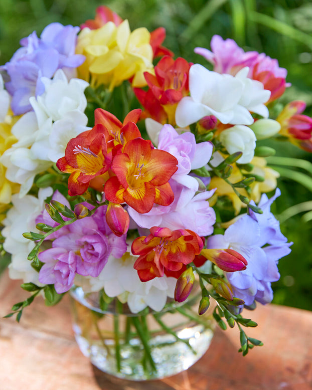 Freesia 'Single Mixed'
