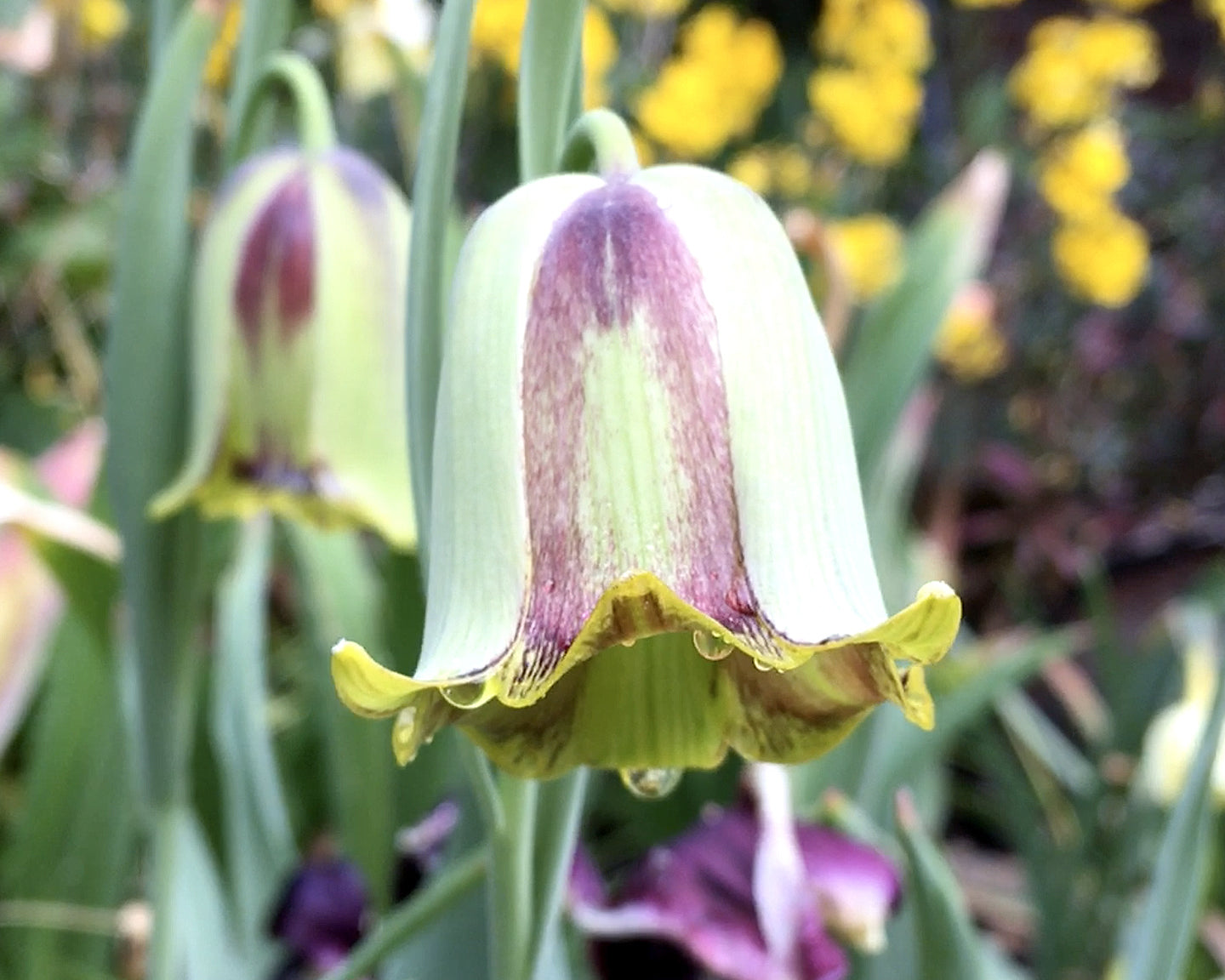 Fritillaria acmopetala bulbs — Buy 'pointed—petal fritillaries' online