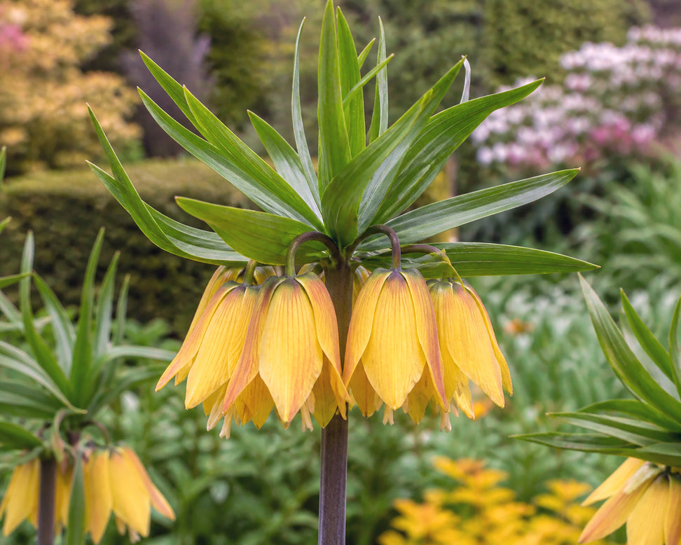 Fritillaria 'Dynamic Beauty'