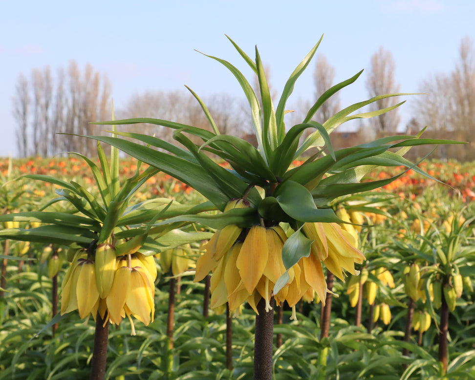 Fritillaria 'Dynamic Beauty'
