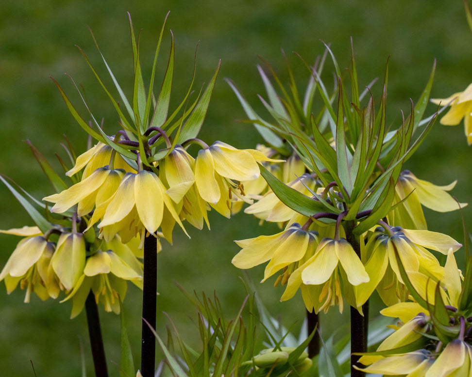 Fritillaria 'Early Sensation'