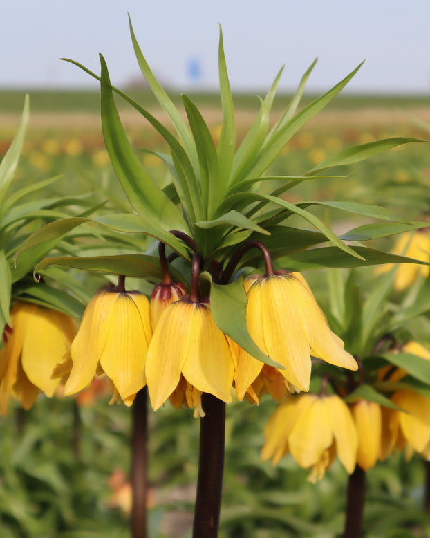 Fritillaria 'Golden Beauty'