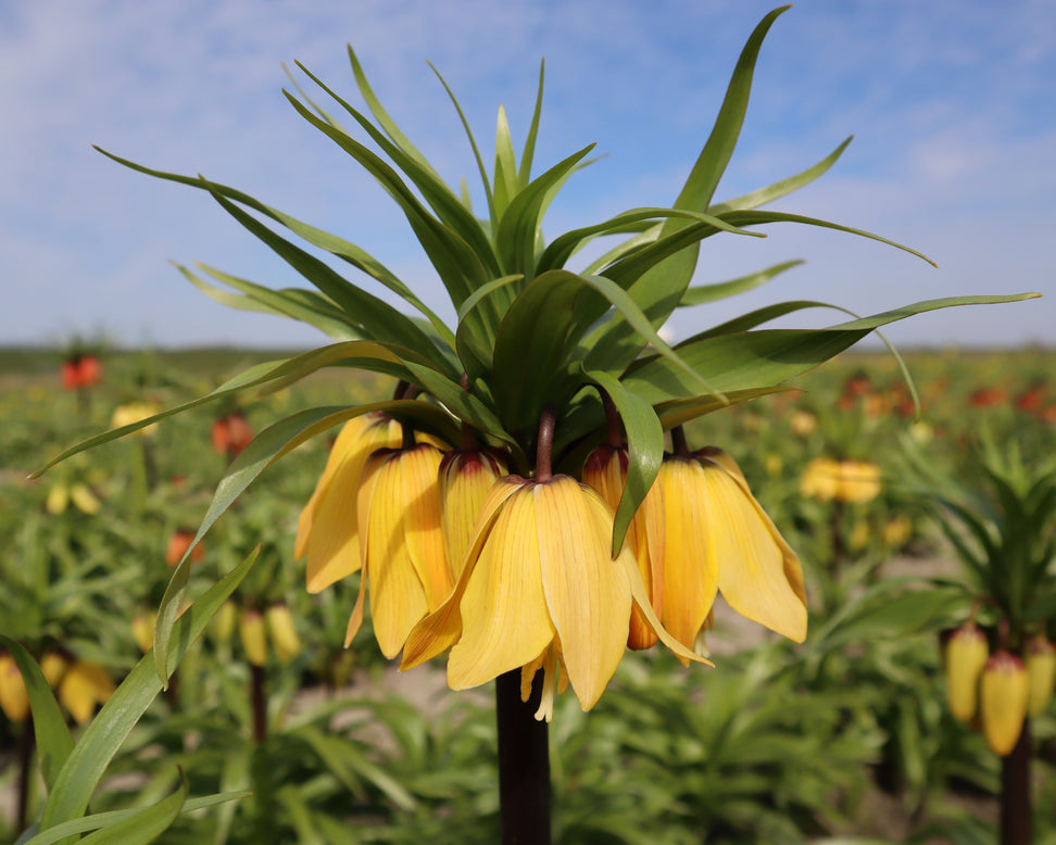 Fritillaria 'Golden Beauty'