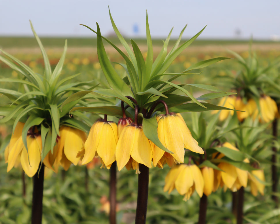 Fritillaria 'Golden Beauty'
