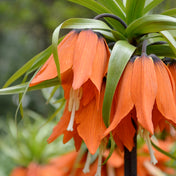 Fritillaria