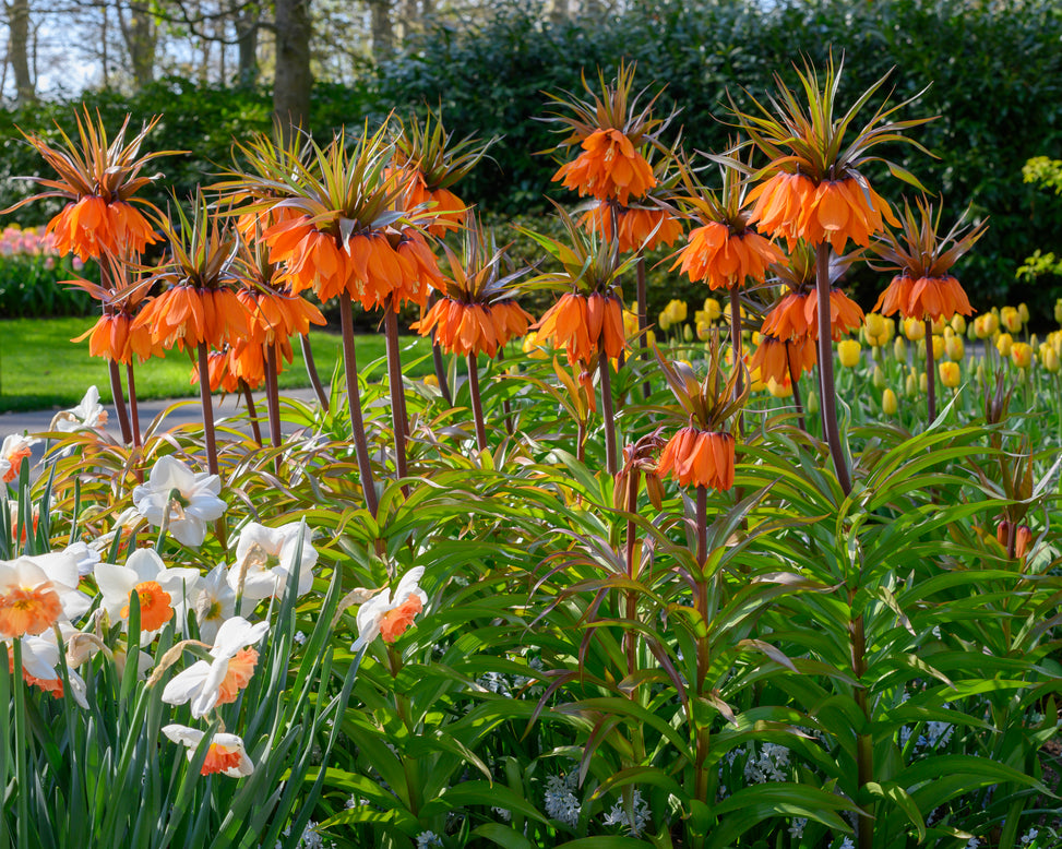 Fritillaria 'Sunset'