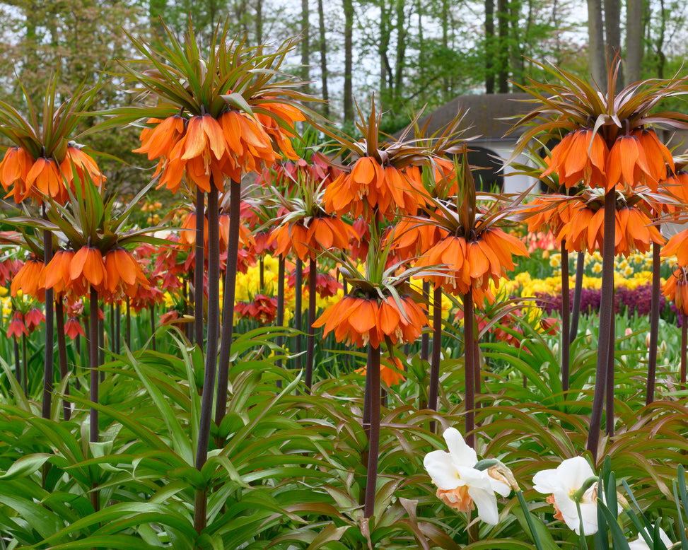 Fritillaria 'Sunset'