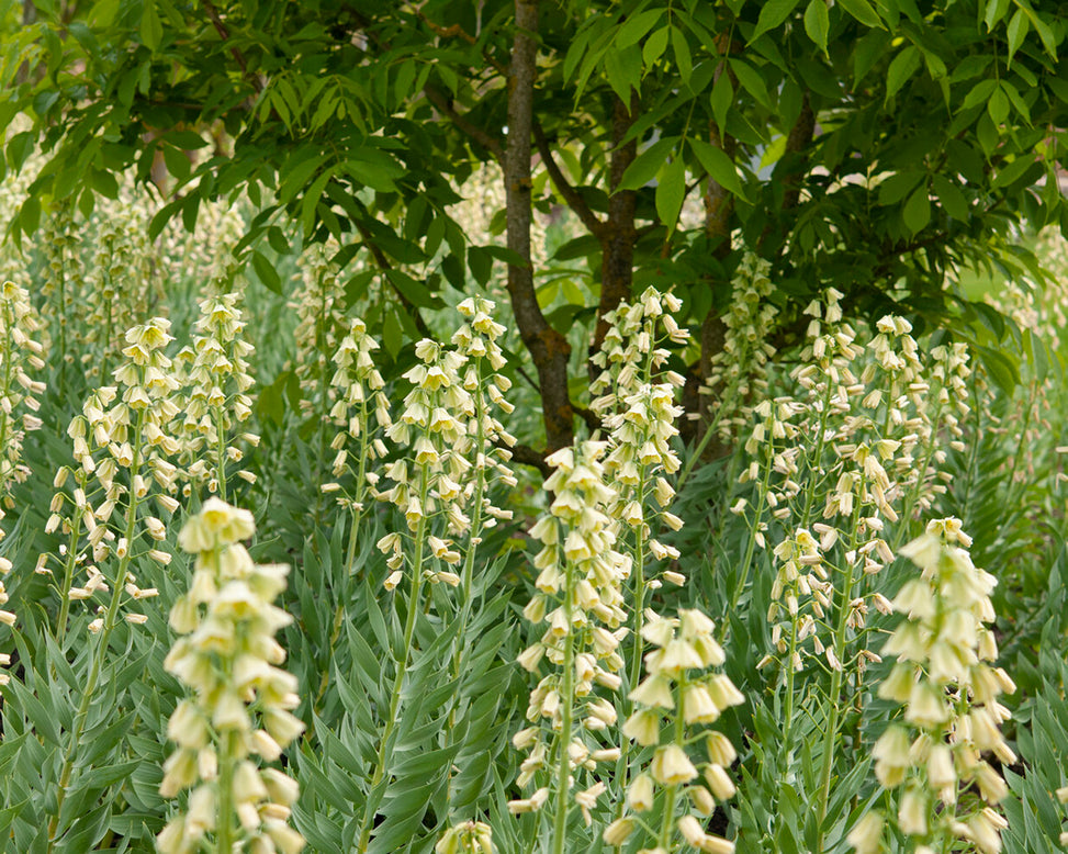 Fritillaria persica 'Alba'