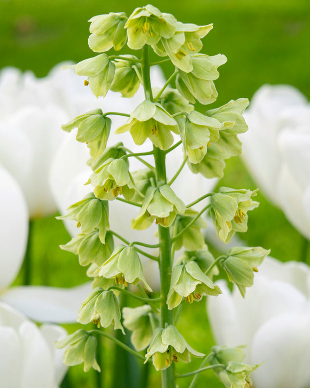 Fritillaria persica 'Alba'