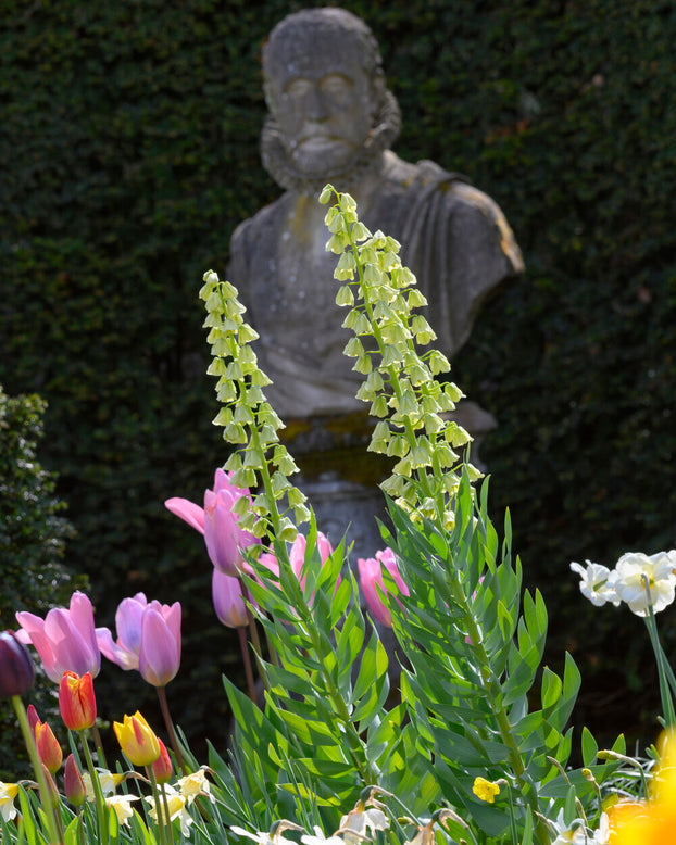 Fritillaria persica 'Alba'