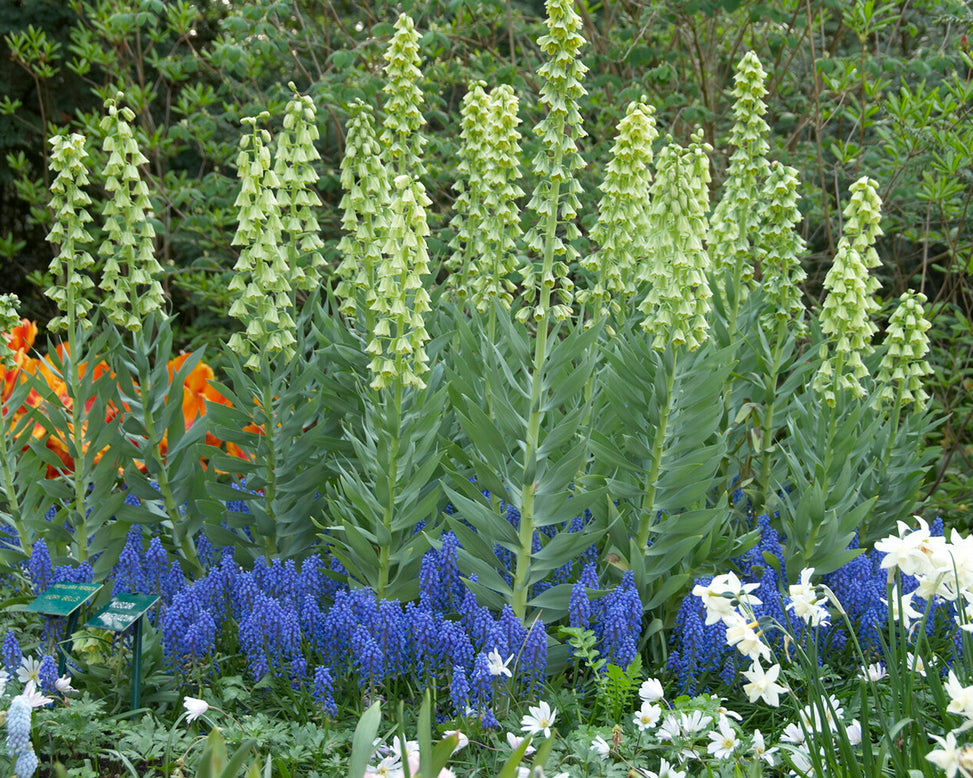 Fritillaria persica 'Alba'