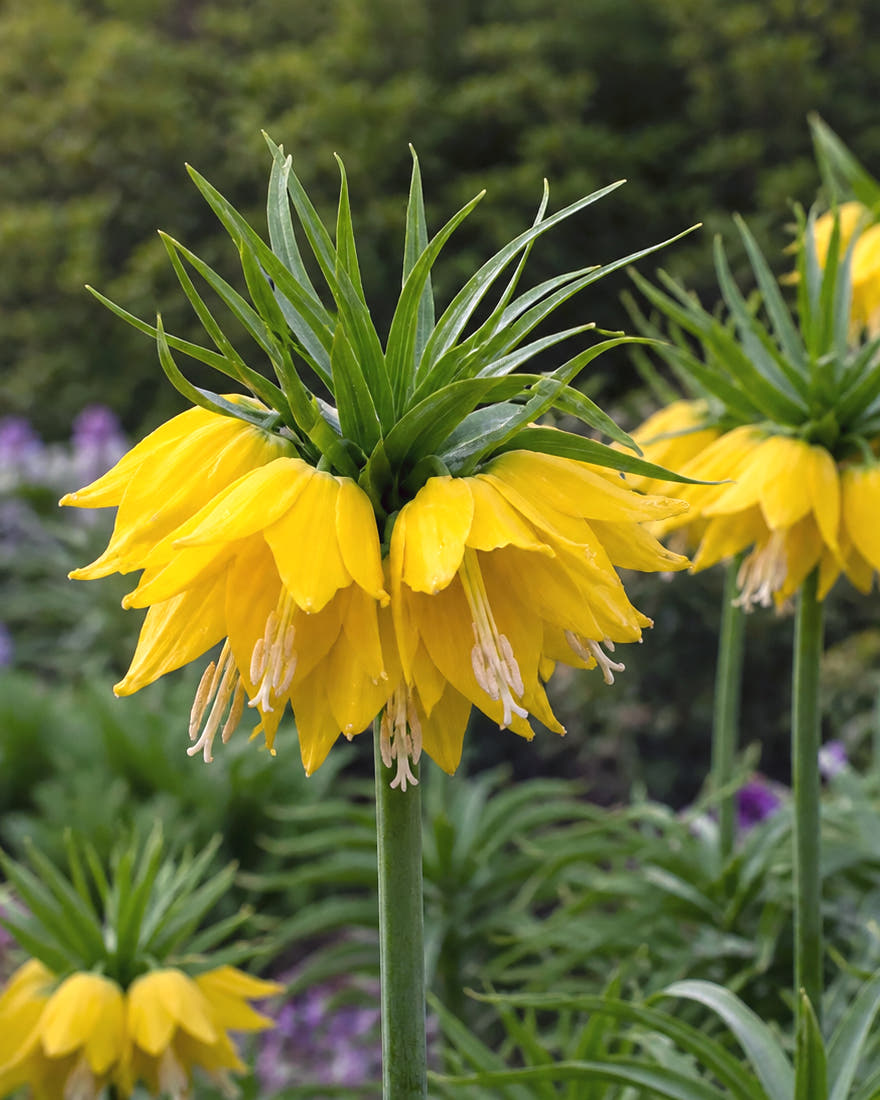 Fritillaria 'Yellow Beauty'
