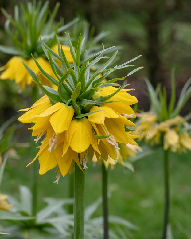Fritillaria 'Yellow Beauty'
