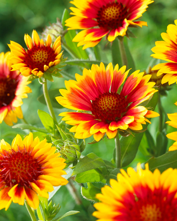 Gaillardia 'Kobold'