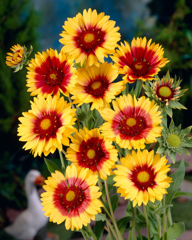 Gaillardia 'Kobold'