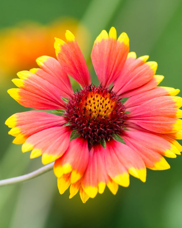 Gaillardia 'Kobold'