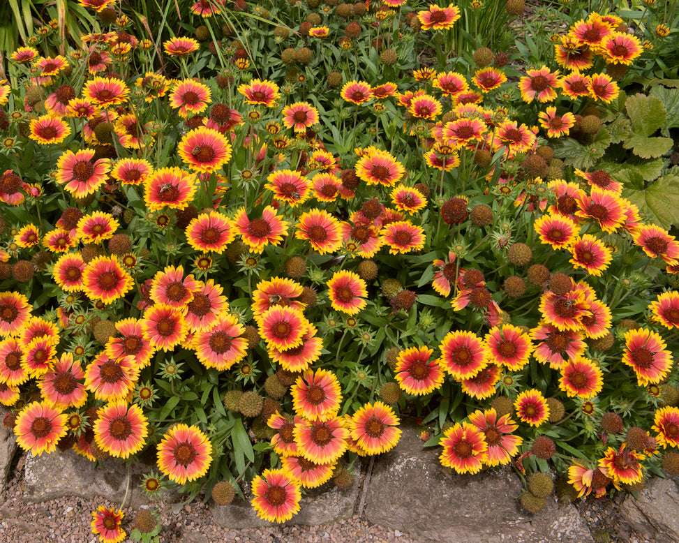 Gaillardia 'Kobold'