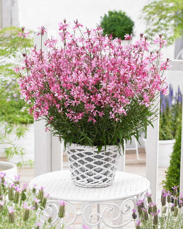 Gaura 'Baby Butterfly Dark Pink'
